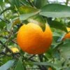 Oranger - Citrus Sinensis - Agrumes 1 Oranger - Citrus Sinensis - Agrumes -Promesse de fleurs Magasin oranger