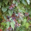 Vigne Vierge - Parthenocissus Quinquefolia -Promesse de fleurs Magasin parthenocissus quinquefolia 681458001 1 1