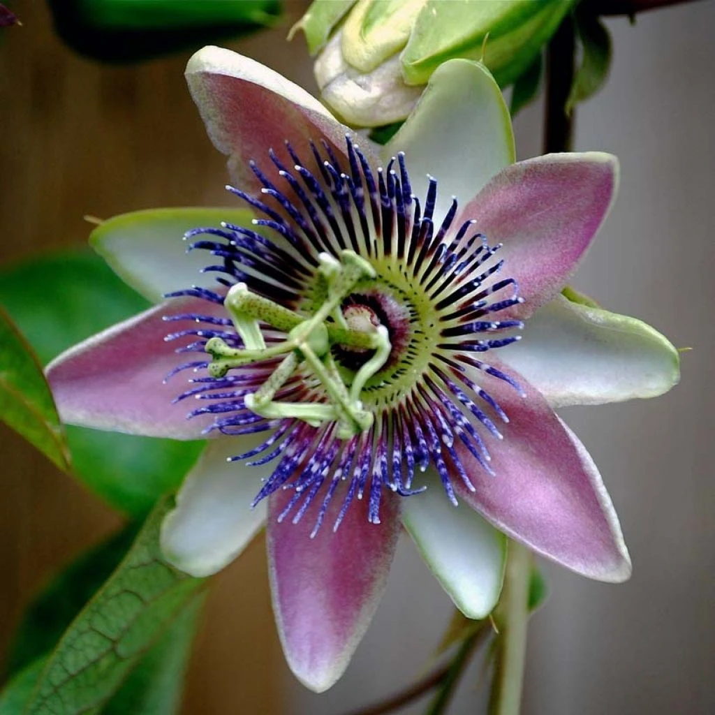 Passiflora Allardii - Fleur De La Passion 3 Passiflora Allardii - Fleur De La Passion