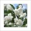 Seringat Blanc - Philadelphus Albâtre -Promesse de fleurs Magasin philadelphus albatre 84187 1