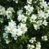 Seringat Des Jardins - Philadelphus Belle Etoile -Promesse de fleurs Magasin philadelphus belle etoile 781753 2
