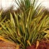 Lin De Nouvelle-Zélande - Phormium Apricot Queen -Promesse de fleurs Magasin phormium apricot queen 100756 1