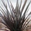Phormium Dark Delight - Lin De Nouvelle-Zélande -Promesse de fleurs Magasin phormium dark delight 83888 1