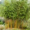 Bambou Jaune - Phyllostachys Aureosulcata Aureocaulis 2 Bambou Jaune - Phyllostachys Aureosulcata Aureocaulis -Promesse de fleurs Magasin phyllostachys aureosulcata aureocaulis 7816702 1