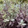 Pittosporum Tenuifolium Bannow Bay -Promesse de fleurs Magasin pittosporum bannow bay IF 15354 1