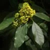 Pittosporum Daphniphylloides -Promesse de fleurs Magasin pittosporum daphniphylloides 86436 1