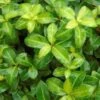Pittosporum Tenuifolium Golden Ball -Promesse de fleurs Magasin pittosporum tenuifolium golden ball 85615 1 1