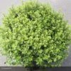 Pittosporum Tenuifolium Midget 2 Pittosporum Tenuifolium Midget -Promesse de fleurs Magasin pittosporum tenuifolium midget 15119 1