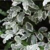Pittosporum Tenuifolium Elisabeth 1 Pittosporum Tenuifolium Elisabeth -Promesse de fleurs Magasin pittosporum tenuifolium elisabeth