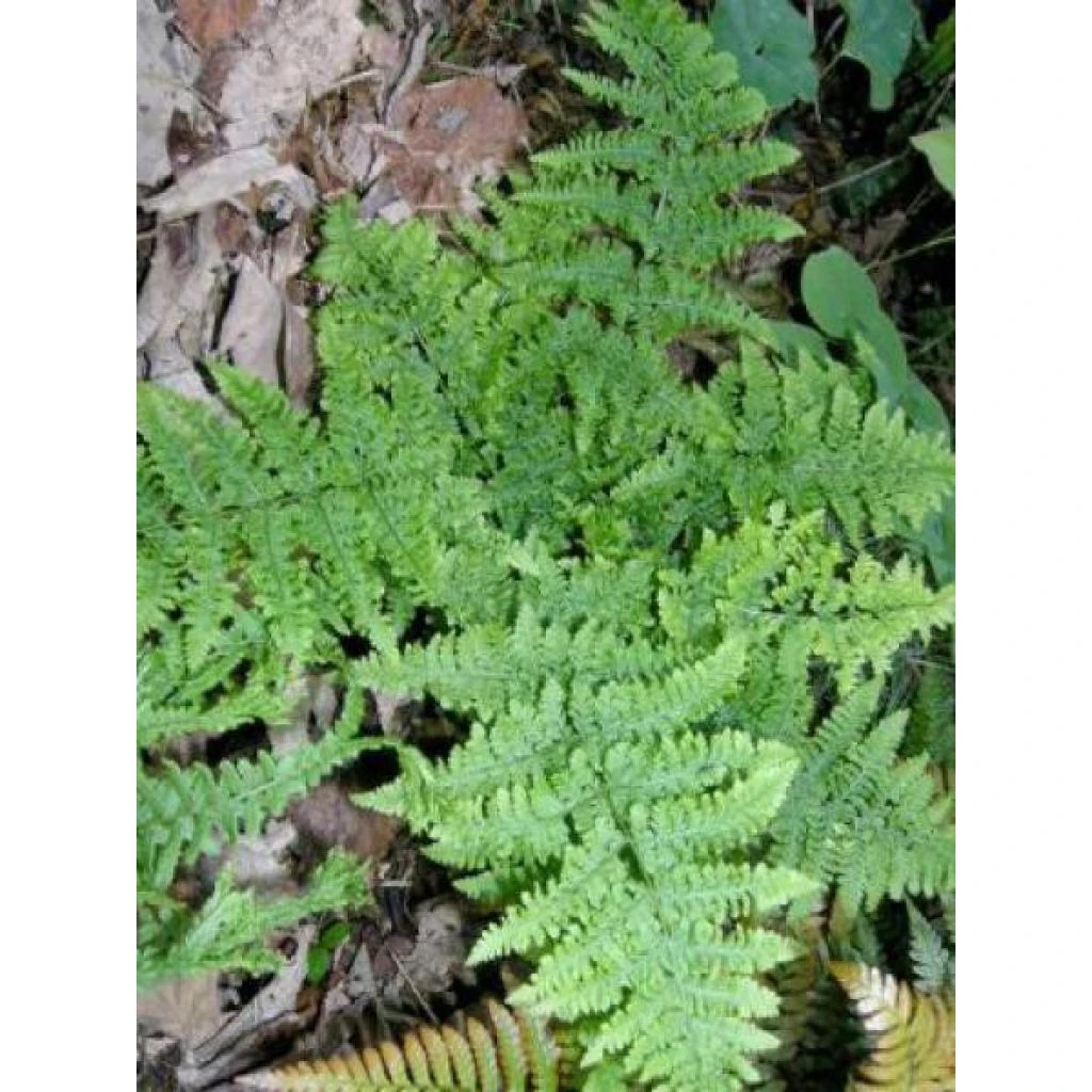 Dryopteris Dilatata Crispa Whiteside - Fougère 3 Dryopteris Dilatata Crispa Whiteside - Fougère