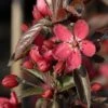 Pommier D'ornement - Malus Dark Rosaleen 2 Pommier D'ornement - Malus Dark Rosaleen -Promesse de fleurs Magasin pommier d ornement malus dark rosaleen if 17922 1