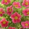 Potentilla Fruticosa Danny Boy - Potentille Arbustive à Fleurs Simples Rose Framboise -Promesse de fleurs Magasin potentilla danny boy copyright plantipp 2