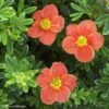 Potentille Arbustive - Potentilla Fruticosa Red'issima -Promesse de fleurs Magasin potentilla fruticosa red issima 100815 1