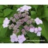 Hortensia Serrata Princesse Eugénie -Promesse de fleurs Magasin princesse eugenie