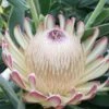 Protea Susara - Protée Hybride -Promesse de fleurs Magasin protea susara 83443 2