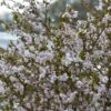 Cerisier à Fleurs Nain Du Japon - Prunus Incisa Kojo No Mai -Promesse de fleurs Magasin prunus incisa kojo no mai 7930 1
