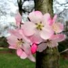 Cerisier à Fleurs Du Japon Nain - Prunus Incisa Paean -Promesse de fleurs Magasin prunus incisa paean 84222 1