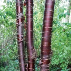 Prunus Serrula Branklyn - Cerisier Du Tibet