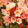 Rhododendron Jingle Bells - Rhododendron Nain 1 Rhododendron Jingle Bells - Rhododendron Nain -Promesse de fleurs Magasin rhodo jingle bells 80479 1