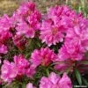 Rhododendron Graziella - Grand Rhododendron -Promesse de fleurs Magasin rhododendron graziella 781740 1