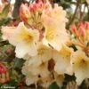 Rhododendron Horizon Monarch - Grand Rhododendron -Promesse de fleurs Magasin rhododendron horizon monarch 80478 1