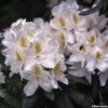 Rhododendron Madame Masson - Grand Rhododendron -Promesse de fleurs Magasin rhododendron madame masson 781744 1