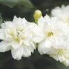 Rosier De Banks Alba Plena - Rosa Banksiae 1 Rosier De Banks Alba Plena - Rosa Banksiae -Promesse de fleurs Magasin rosier banks alba plena 771405 1