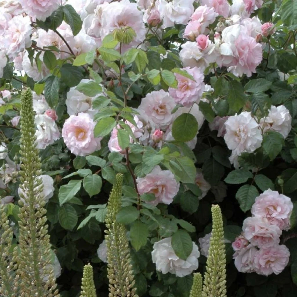 Rosier Ancien Cornelia 3 Rosier Ancien Cornelia