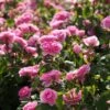 Rosier David Austin Gertrude Jekyll -Promesse de fleurs Magasin rosier david austin gertrude jekyll 665072