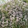 Rosier Liane Paul's Himalayan Musk -Promesse de fleurs Magasin rosier paul himalayan musk 771550 1
