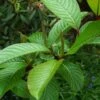 Salix Fargesii - Saule De Farges -Promesse de fleurs Magasin salix fargesii 86438 1