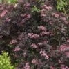 Sureau Noir - Sambucus Nigra Black Beauty (Gerda) 1 Sureau Noir - Sambucus Nigra Black Beauty (Gerda) -Promesse de fleurs Magasin sambucus nigra black beauty gerda 7870 3