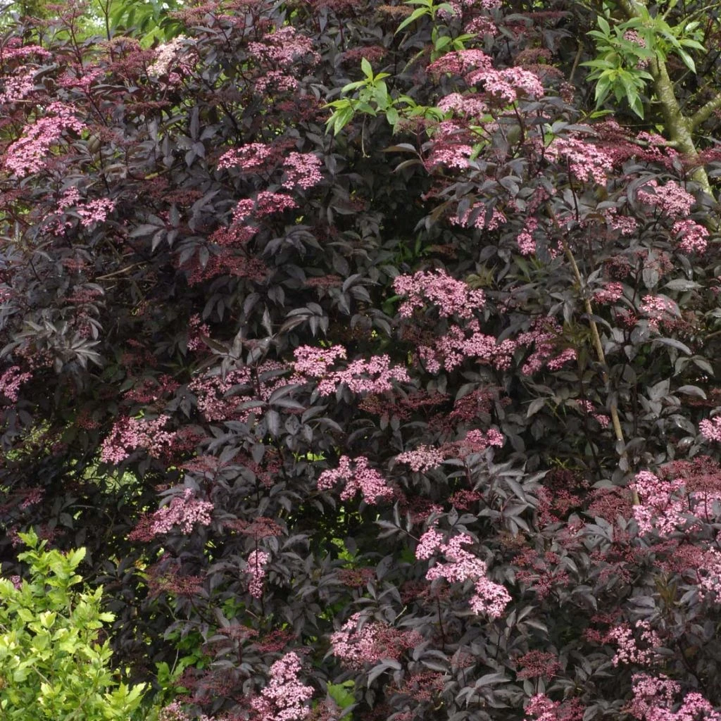 Sureau Noir - Sambucus Nigra Black Beauty (Gerda) 3 Sureau Noir - Sambucus Nigra Black Beauty (Gerda)