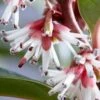 Sarcococca Winter Gem -Promesse de fleurs Magasin sarcococca winter gem 83551 3 3