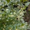 Sarcococca Hookeriana -Promesse de fleurs Magasin sarcococcas hookeriana type 7816000 1