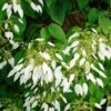 Schizophragma Integrifolia - Hydrangée à Feuilles Entières -Promesse de fleurs Magasin schizophragma integrifolia 67800 1