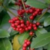 Skimmia Japonica Veitchii 2 Skimmia Japonica Veitchii -Promesse de fleurs Magasin skimmia japonica veitchii ld tonyrodd 7845 1