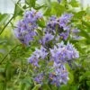 Solanum Crispum Glasnevin -Promesse de fleurs Magasin solanum crispum glasnevin 80051 3