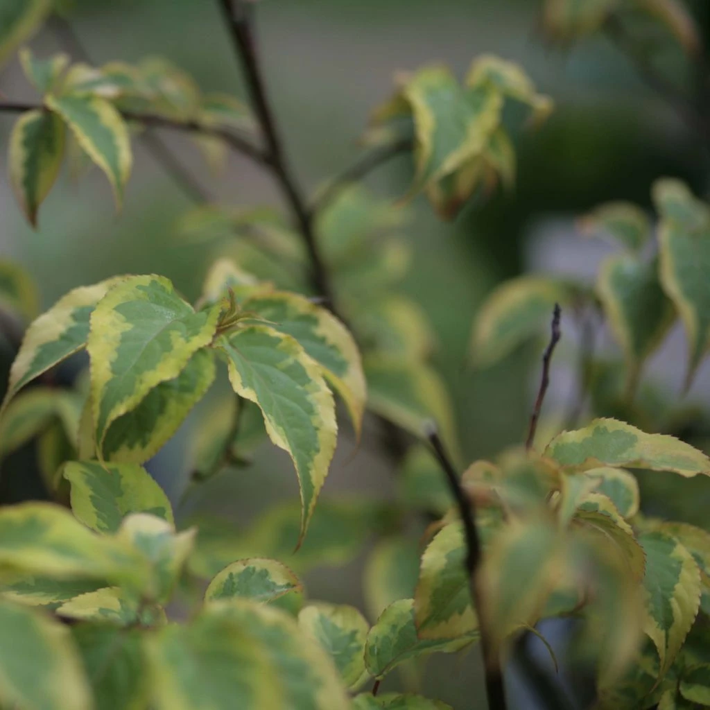 Stachyurus Chinensis Joy Forever 3 Stachyurus Chinensis Joy Forever