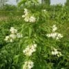 Staphylea Colchica - Faux Pistachier 2 Staphylea Colchica - Faux Pistachier -Promesse de fleurs Magasin staphylea colchica 9602 1