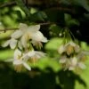 Styrax Japonica - Styrax Japonais -Promesse de fleurs Magasin styrax japonica 74160 6
