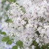 Lilas Nain - Syringa Meyeri Flowerfesta White -Promesse de fleurs Magasin syringa meyeri flowerfesta white 84342 1