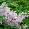 Lilas De Chine - Syringa Patula Miss Kim -Promesse de fleurs Magasin syringa patula miss kim 9704 1