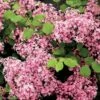 Lilas à Petites Feuilles - Syringa Red Pixie -Promesse de fleurs Magasin syringa red pixie 9683 1