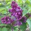 Lilas - Syringa Vulgaris Prince Wolkonsky 2 Lilas - Syringa Vulgaris Prince Wolkonsky -Promesse de fleurs Magasin syringa vulgaris prince wolkonsky 781757 3