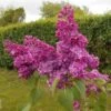 Lilas Commun - Syringa Vulgaris Znamya Lenina -Promesse de fleurs Magasin syringa vulgaris znamya lenina 100875 1