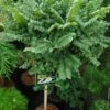 Ulmus Hollandica Jacqueline Hillier - Orme Nain 1 Ulmus Hollandica Jacqueline Hillier - Orme Nain -Promesse de fleurs Magasin ulmus hollandica jacqueline hillier 781612 1