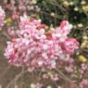 Viorne D'hiver - Viburnum Bodnantense Dawn 2 Viorne D'hiver - Viburnum Bodnantense Dawn -Promesse de fleurs Magasin viburnum bodnantense dawn 7629 5