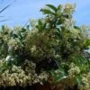 Viburnum Lucidum - Viorne Luisante -Promesse de fleurs Magasin viburnum lucidum arbustes 15748 1