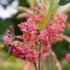 Viorne - Viburnum Nudum Pink Beauty -Promesse de fleurs Magasin viburnum nudum pink beauty 84379 3